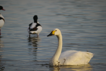 106 Bewick's Swans